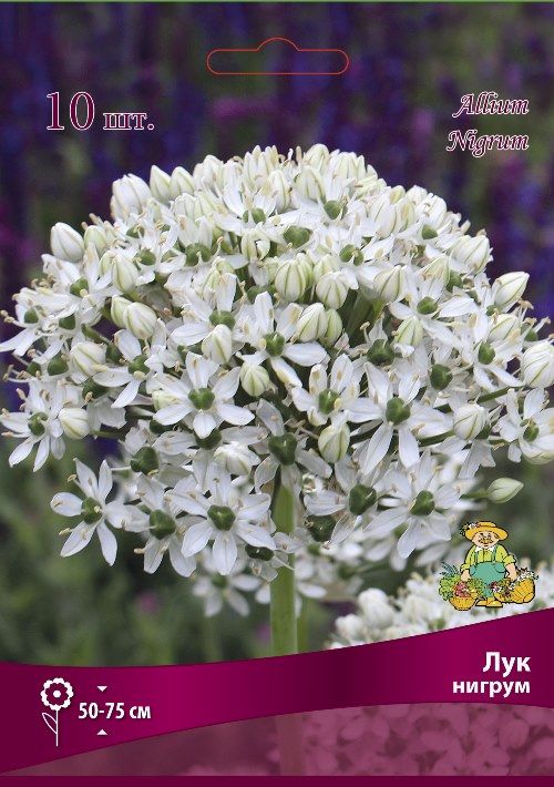 Изображение товара Лук нигрум