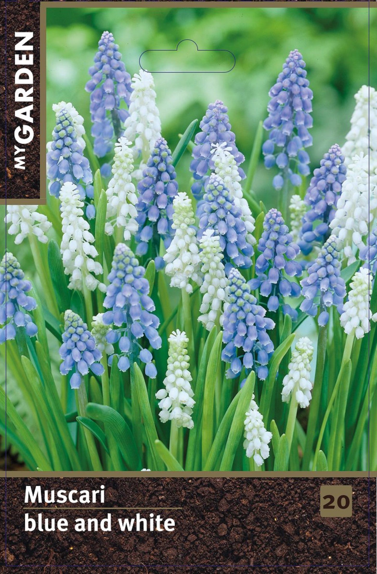 Изображение товара Мускари голубой и белый, 20 шт.