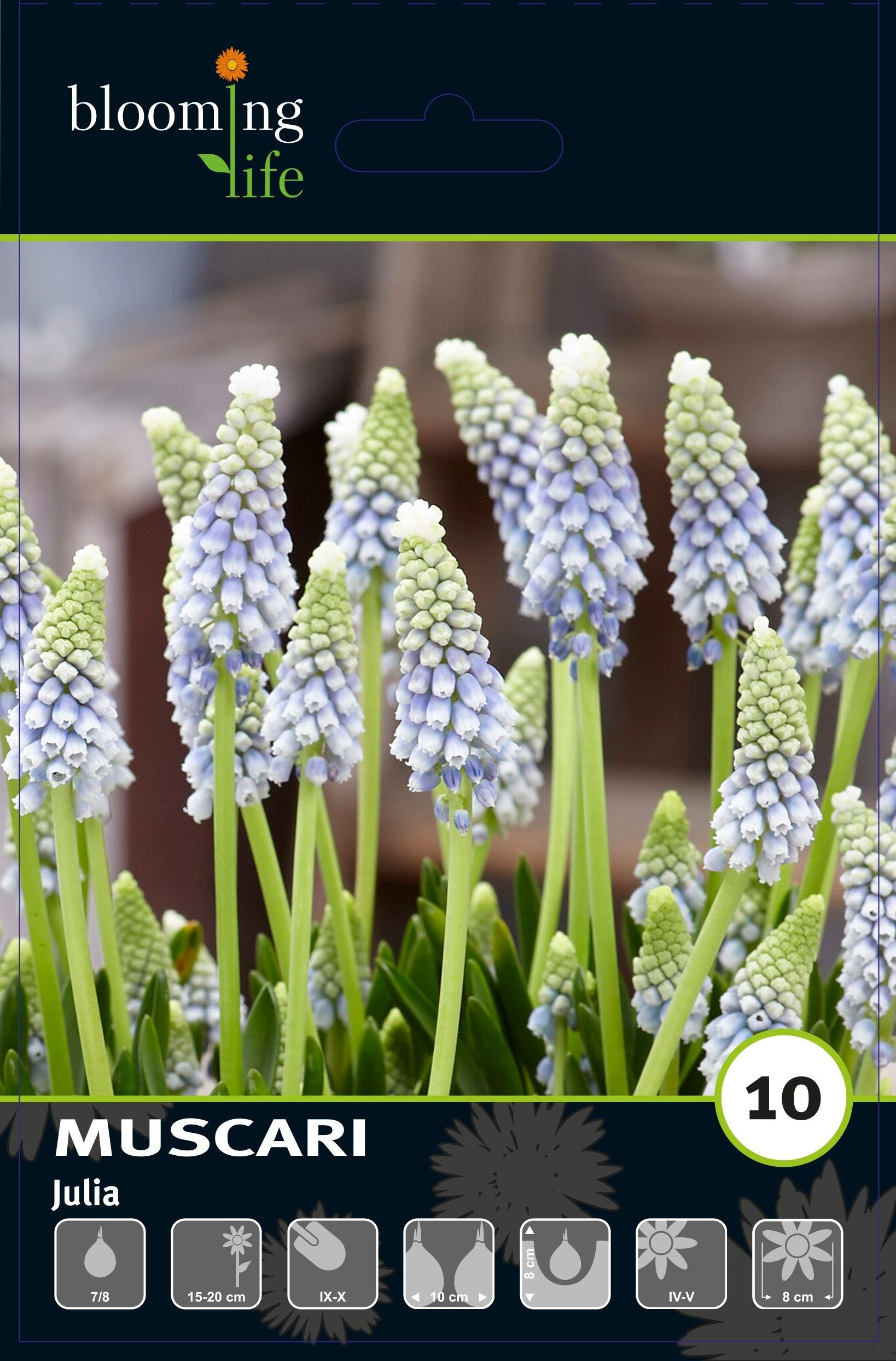 Изображение товара Мускари Джулия, 10 шт.