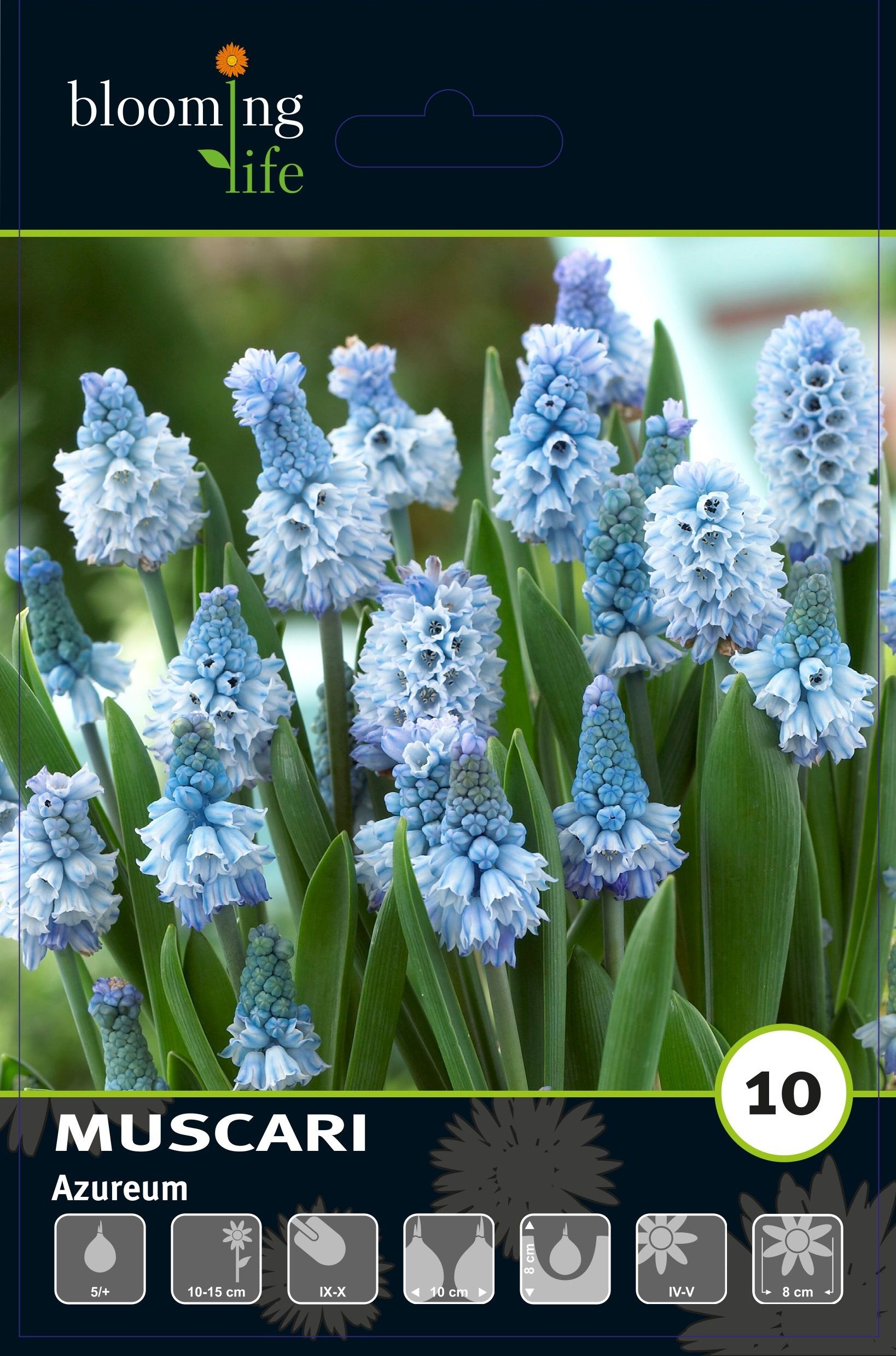 Изображение товара Мускари лазурный, 10 шт.