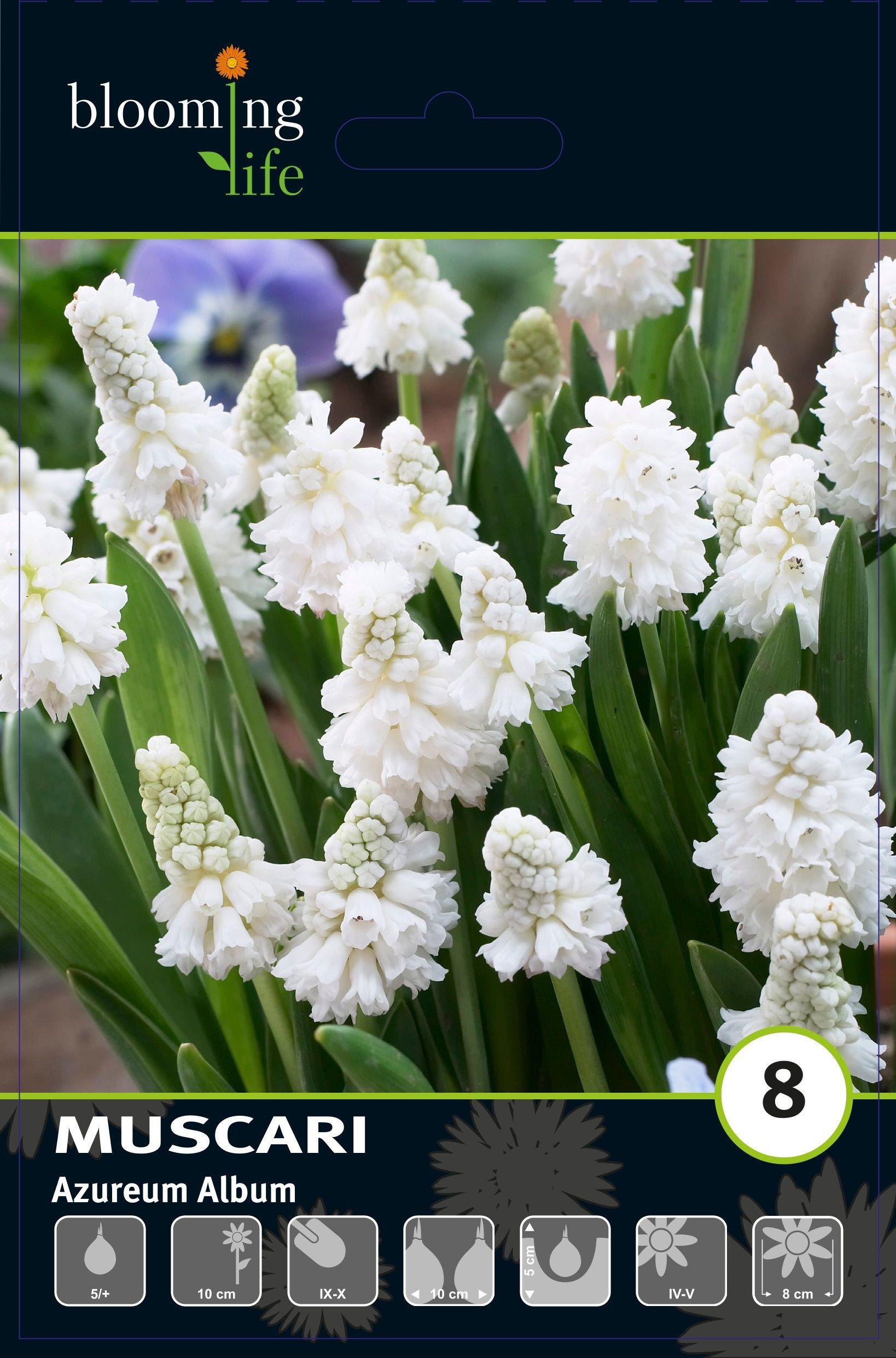 Изображение товара Мускари лазурный Альбум, 8 шт.