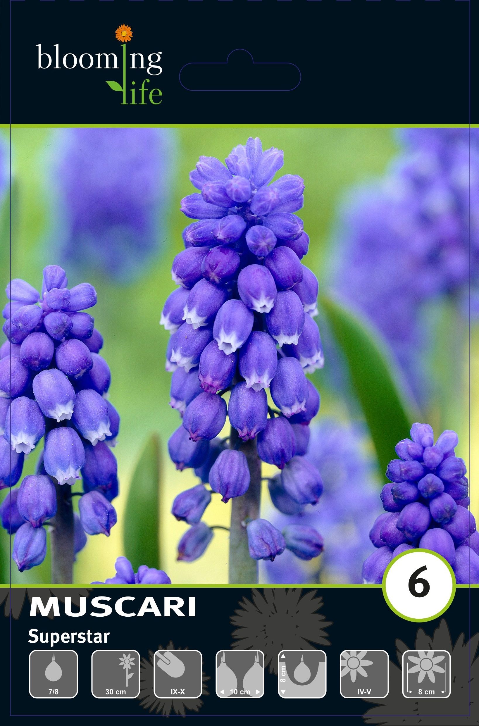 Изображение товара Мускари Суперстар, 6 шт.