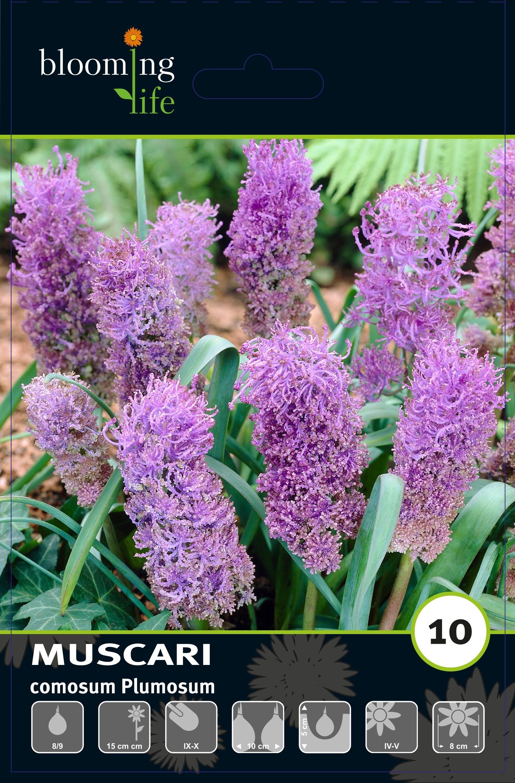 Изображение товара Мускари хохлатый Плюмозум, 10 шт.