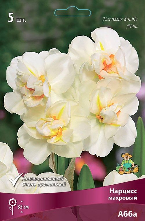 Изображение товара Нарцисс махровый абба луковицы для посадки 0.2 кг белый цвет
