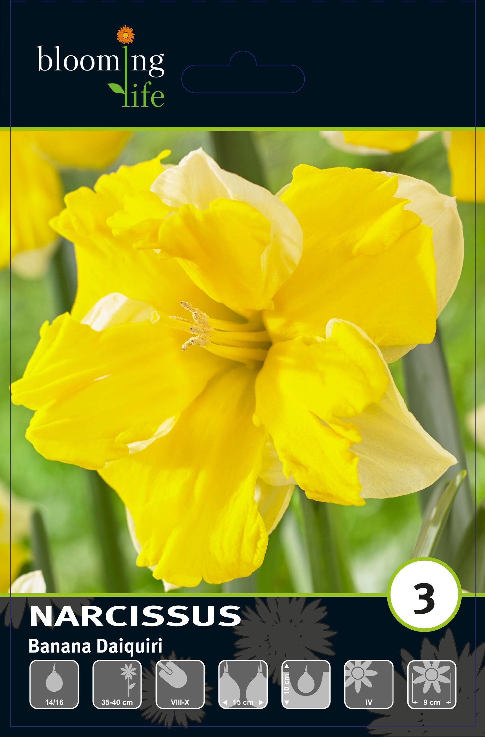 Изображение товара Нарцисс орхидный Банана Дайкири, 3 шт. свежие цветы для декора и подарков