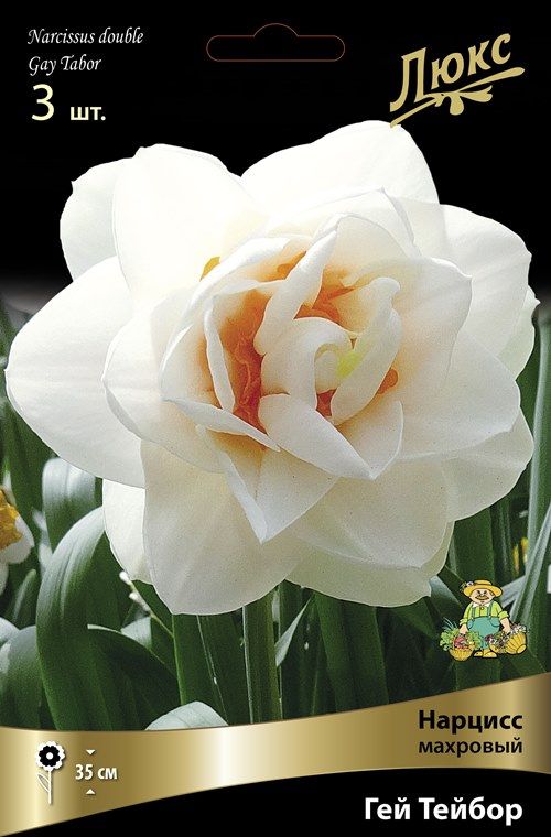Изображение товара Нарцисс махровый гей тейбор луковицы для сада цветущие весной