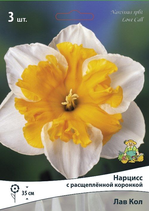 Изображение товара Нарцисс с расщепленной коронкой лав кол высотой 195 мм белый луковицы