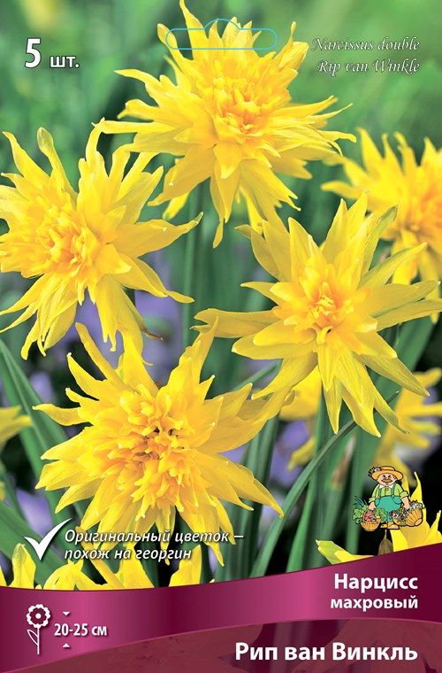 Изображение товара Нарцисс махровый рип ван винкль луковицы яркий желтый цвет весной