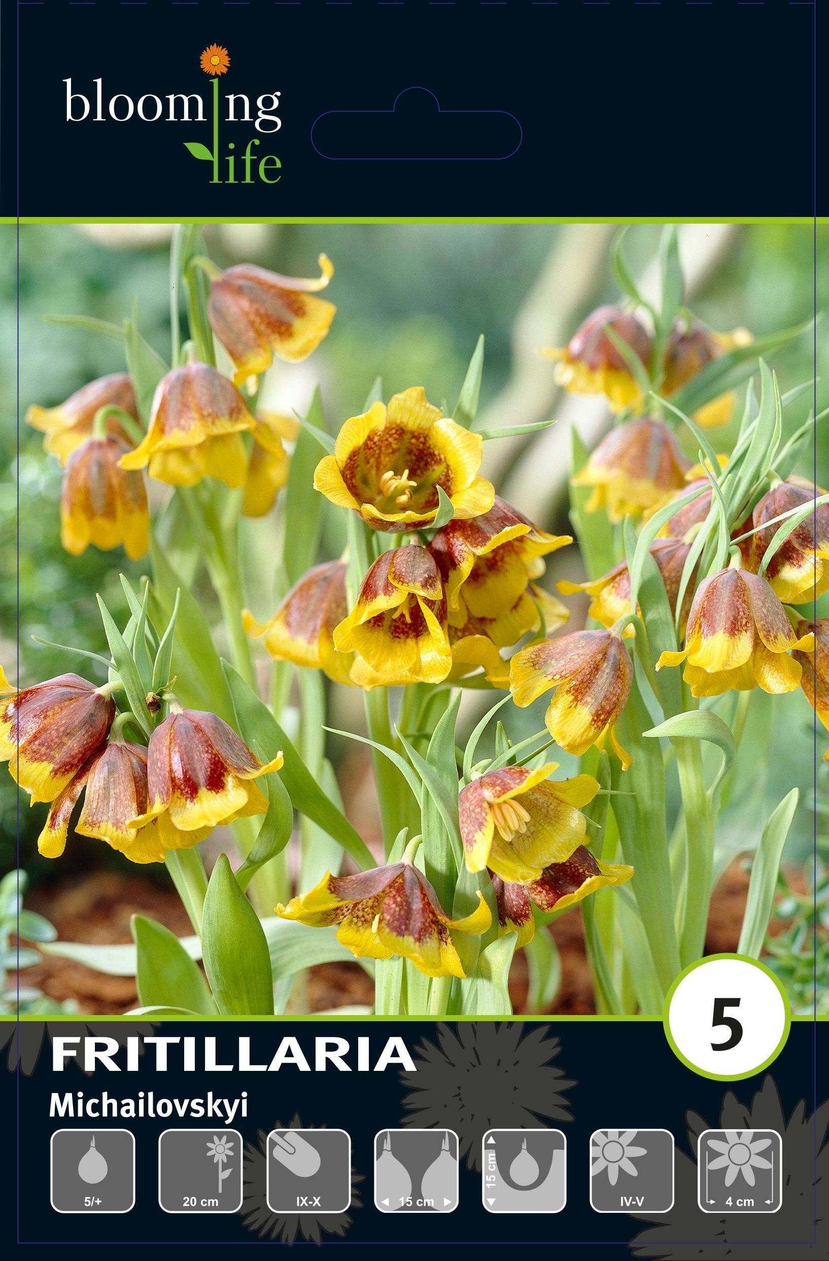 Изображение товара Рябчик михайловского, 5 шт.