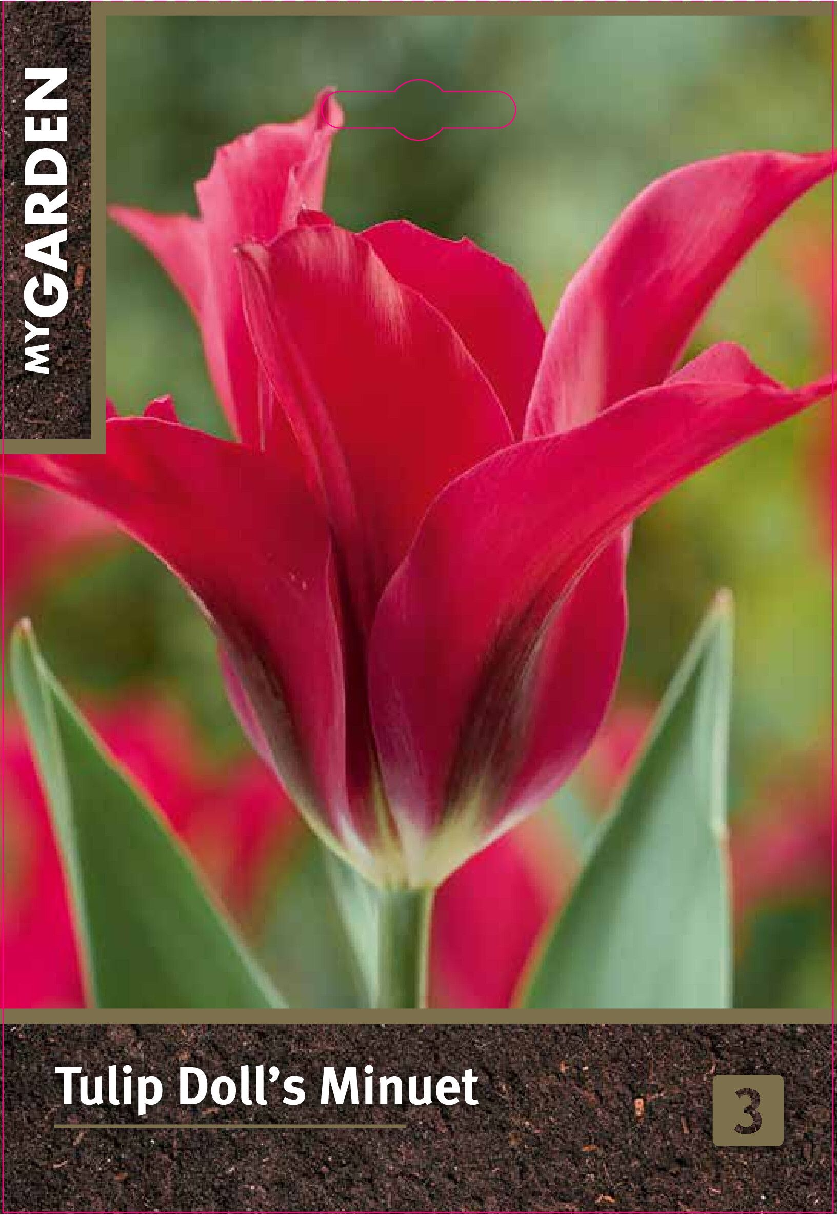 Изображение товара Тюльпан зеленоцветный Долл'з Минуэт, 3 шт. - Луковицы