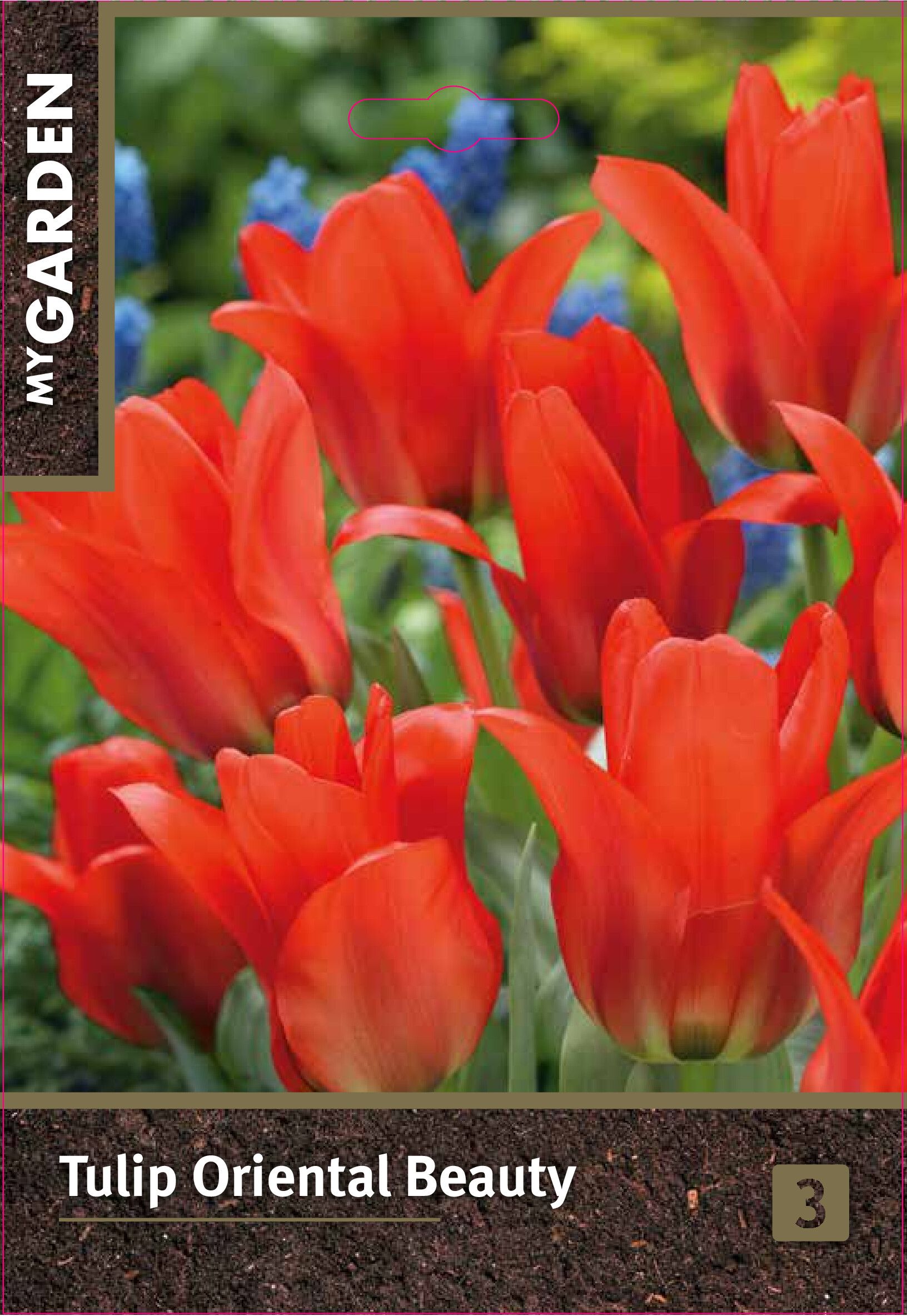 Изображение товара Тюльпан гибрид грейга Ориентал Бьюти 3 шт. для садоводства и цветников