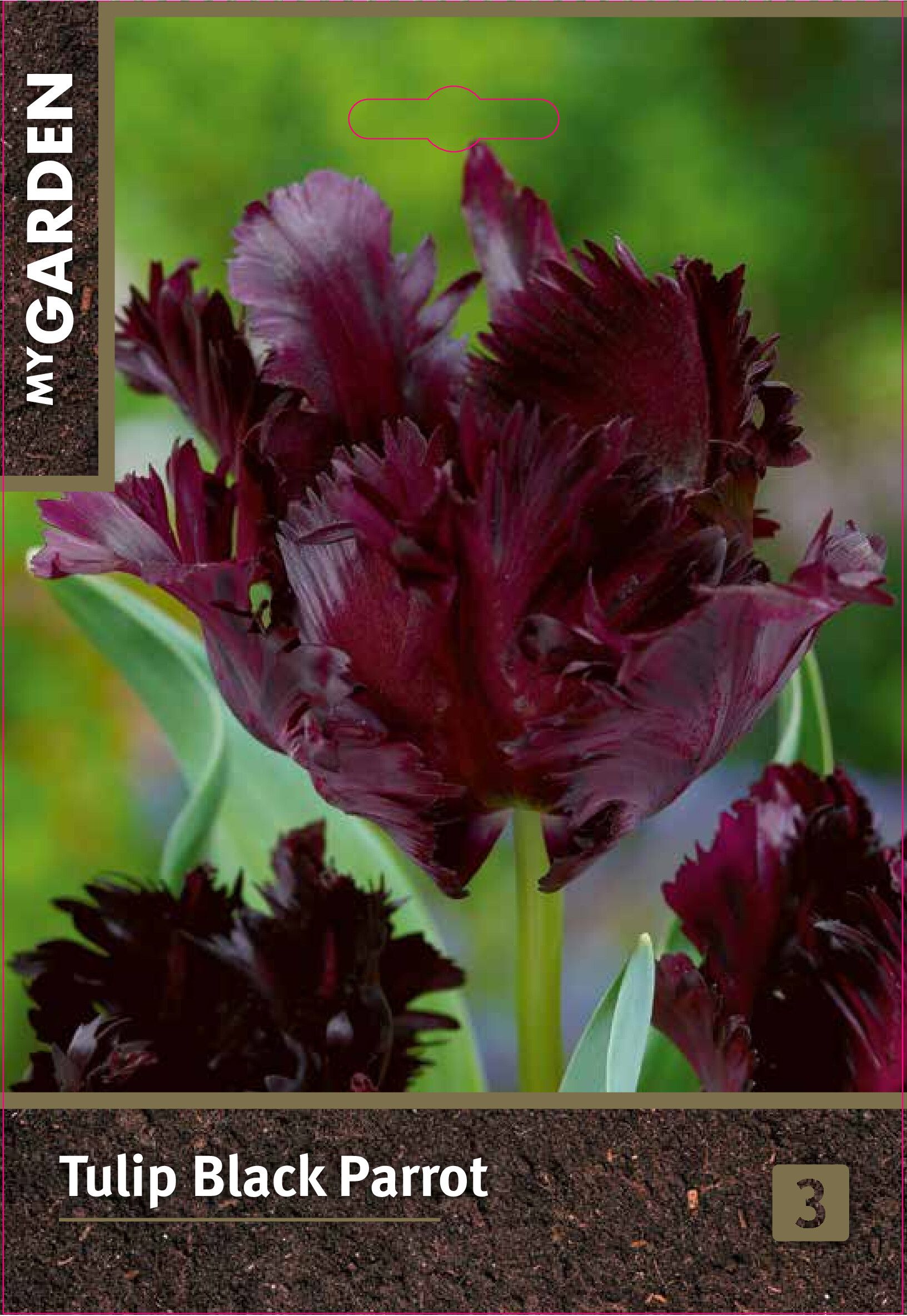 Изображение товара Тюльпан попугайный Блэк Пэррот 3 шт. яркие луковицы для сада