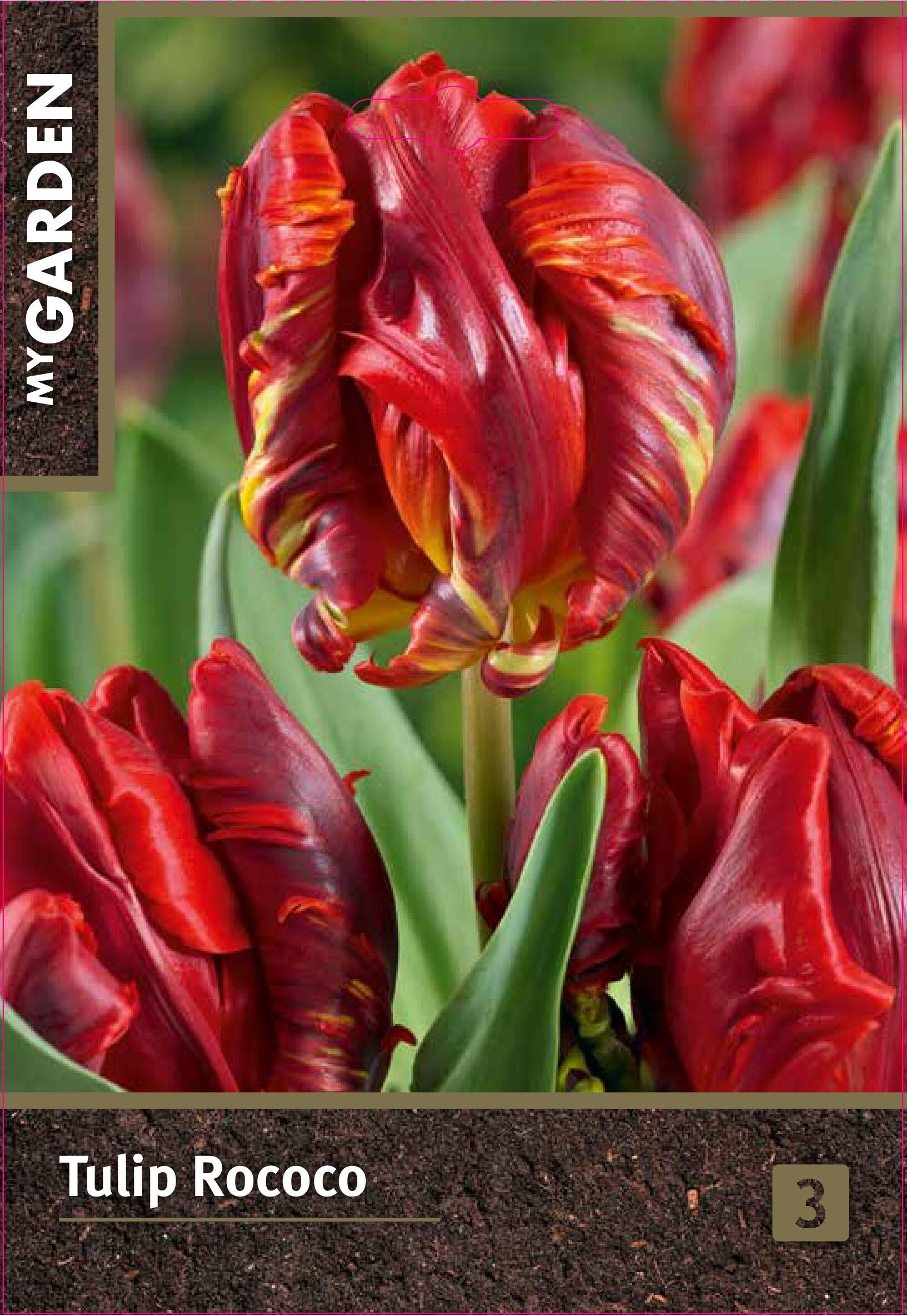 Изображение товара Тюльпан попугайный Рококо, 3 шт.