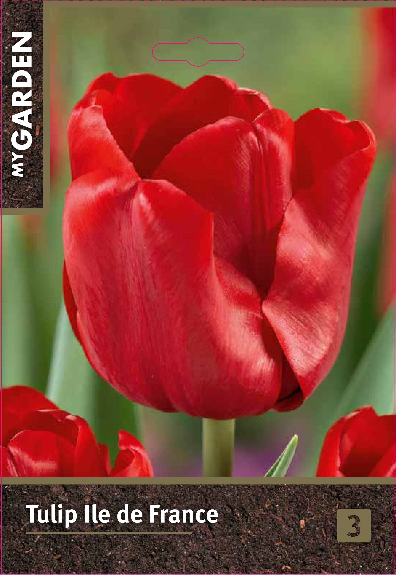 Изображение товара Набор луковиц тюльпана триумф Иль Де Франс 3 шт. яркое весеннее украшение сада