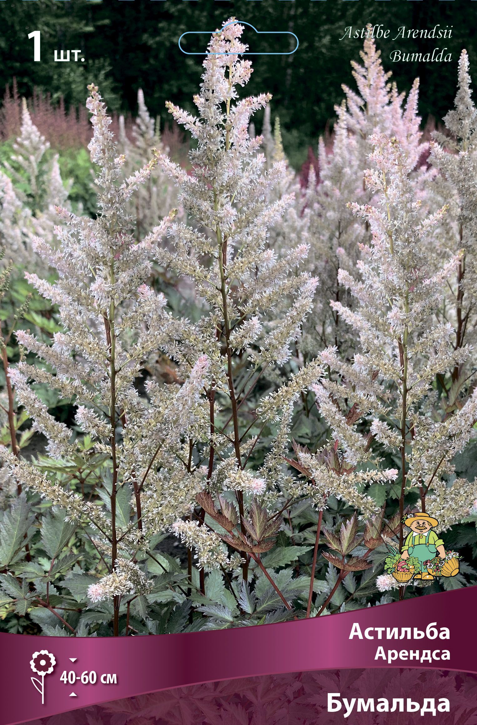 Изображение товара Астильба арендса бумальда корневища многоцветный 5072197