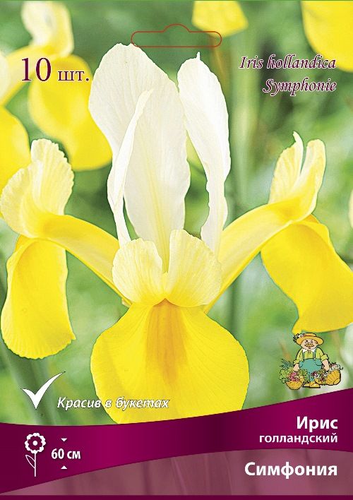 Изображение товара Ирис голландский Симфония - луковицы для вашего сада