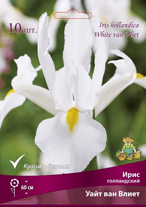 Изображение товара Ирис голландский уайт ван влиет, луковицы для посадки, белый цвет, 0.2 кг