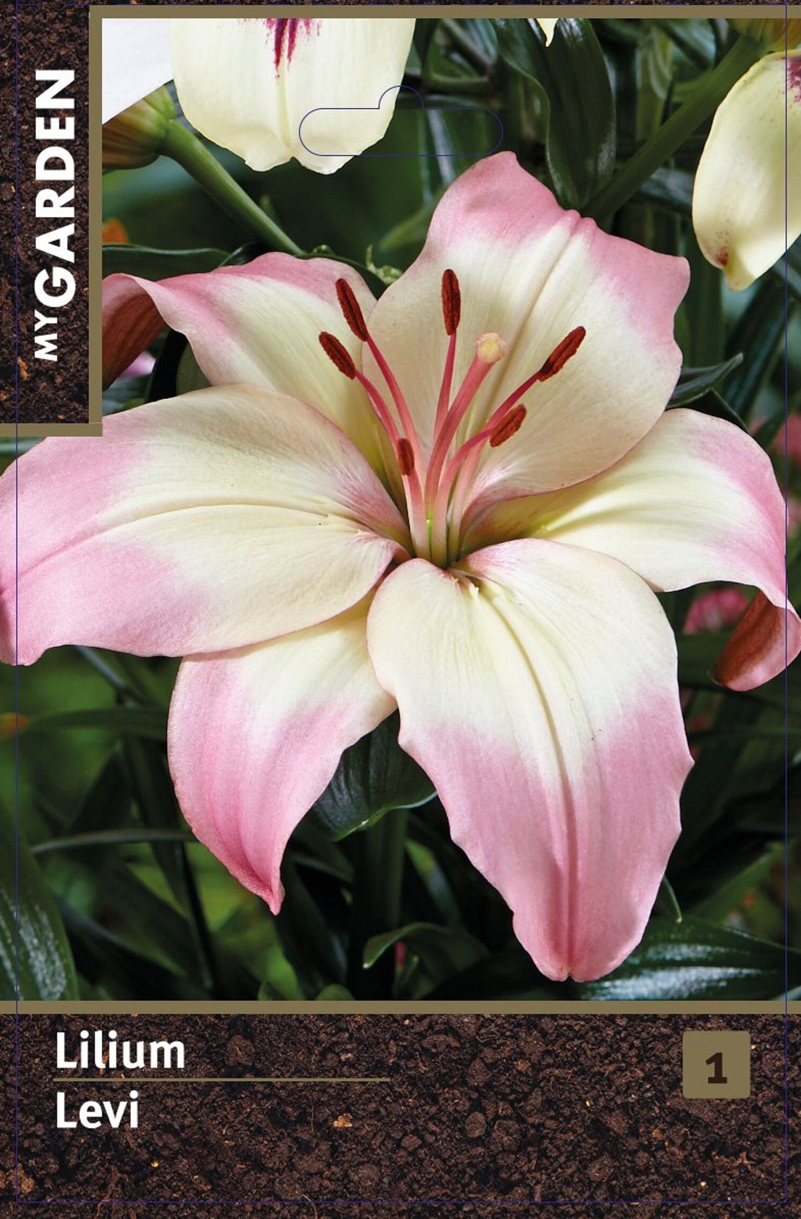 Изображение товара Лилия азиатская Леви 1 шт. декоративное растение для сада и интерьера