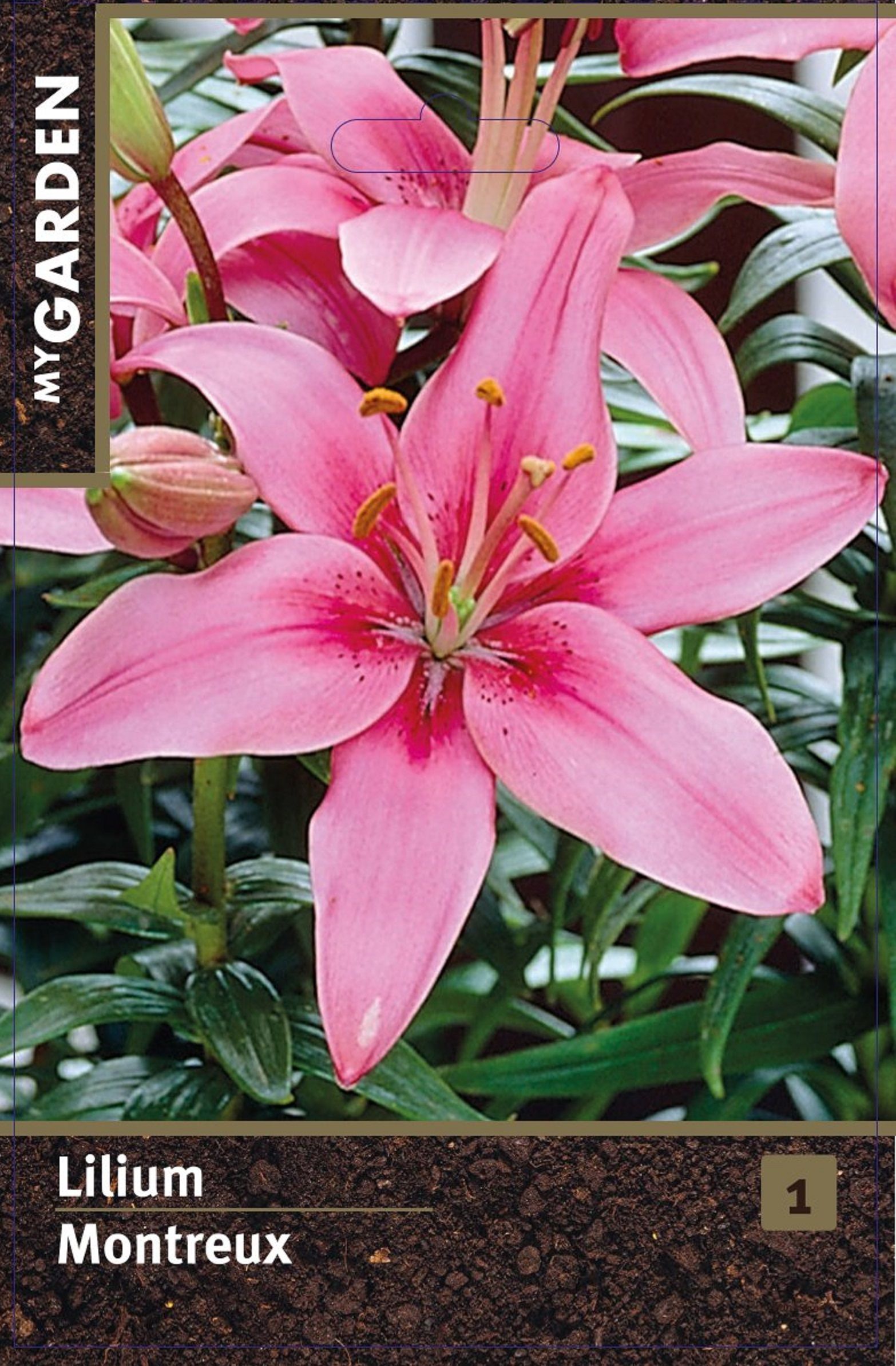 Изображение товара Лилия азиатская Монтрё 1 шт. декоративный цветок для сада и интерьера