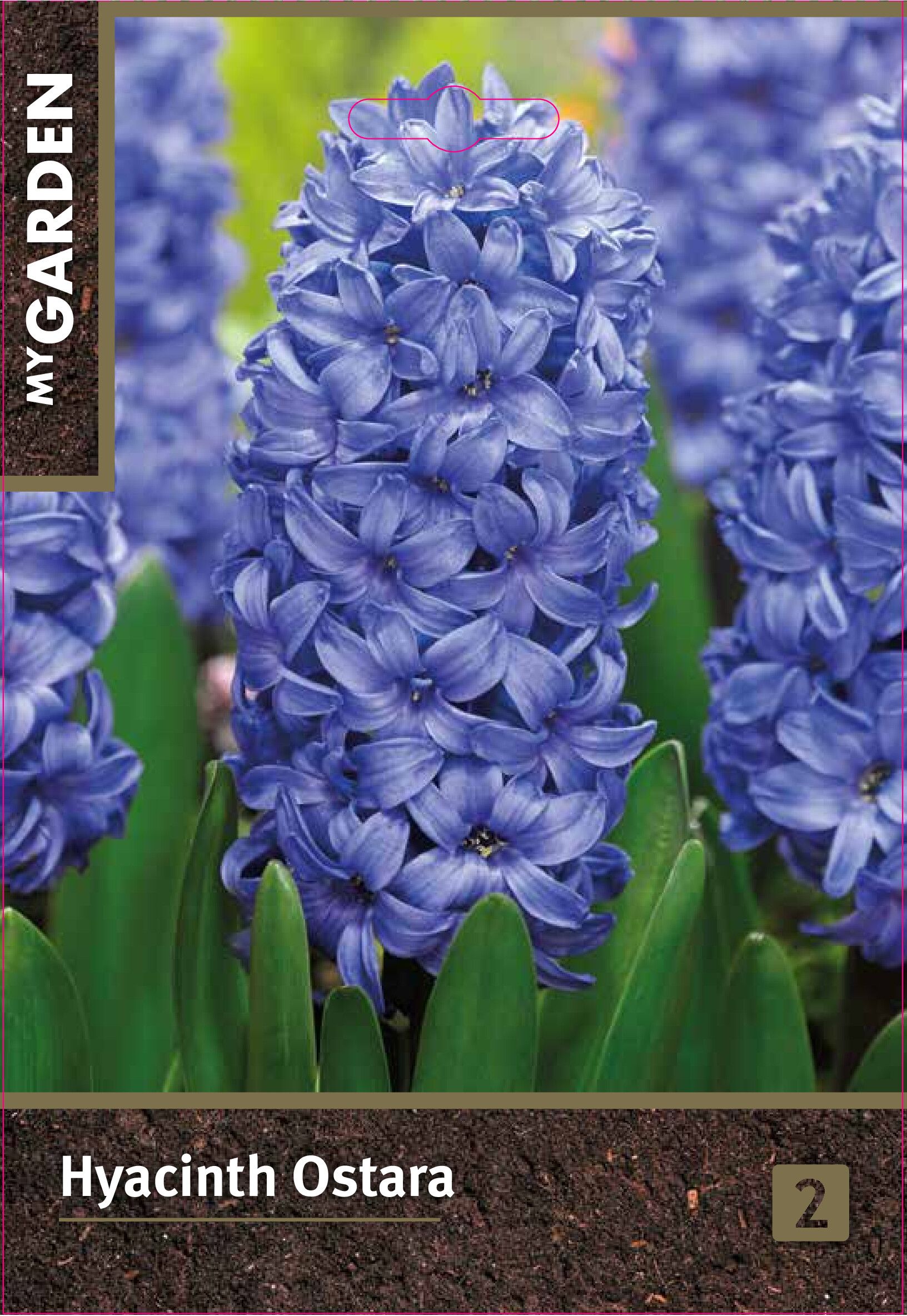 Изображение товара Гиацинт садовый Остара, 2 шт.