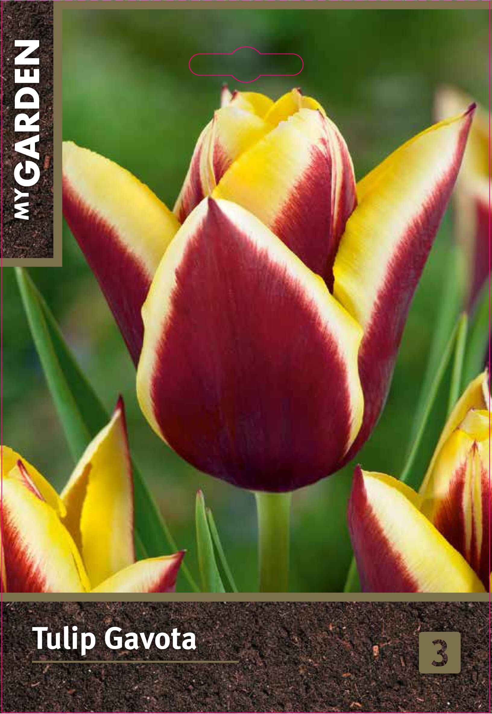 Изображение товара Тюльпан триумф Гавота, набор из 3 штук