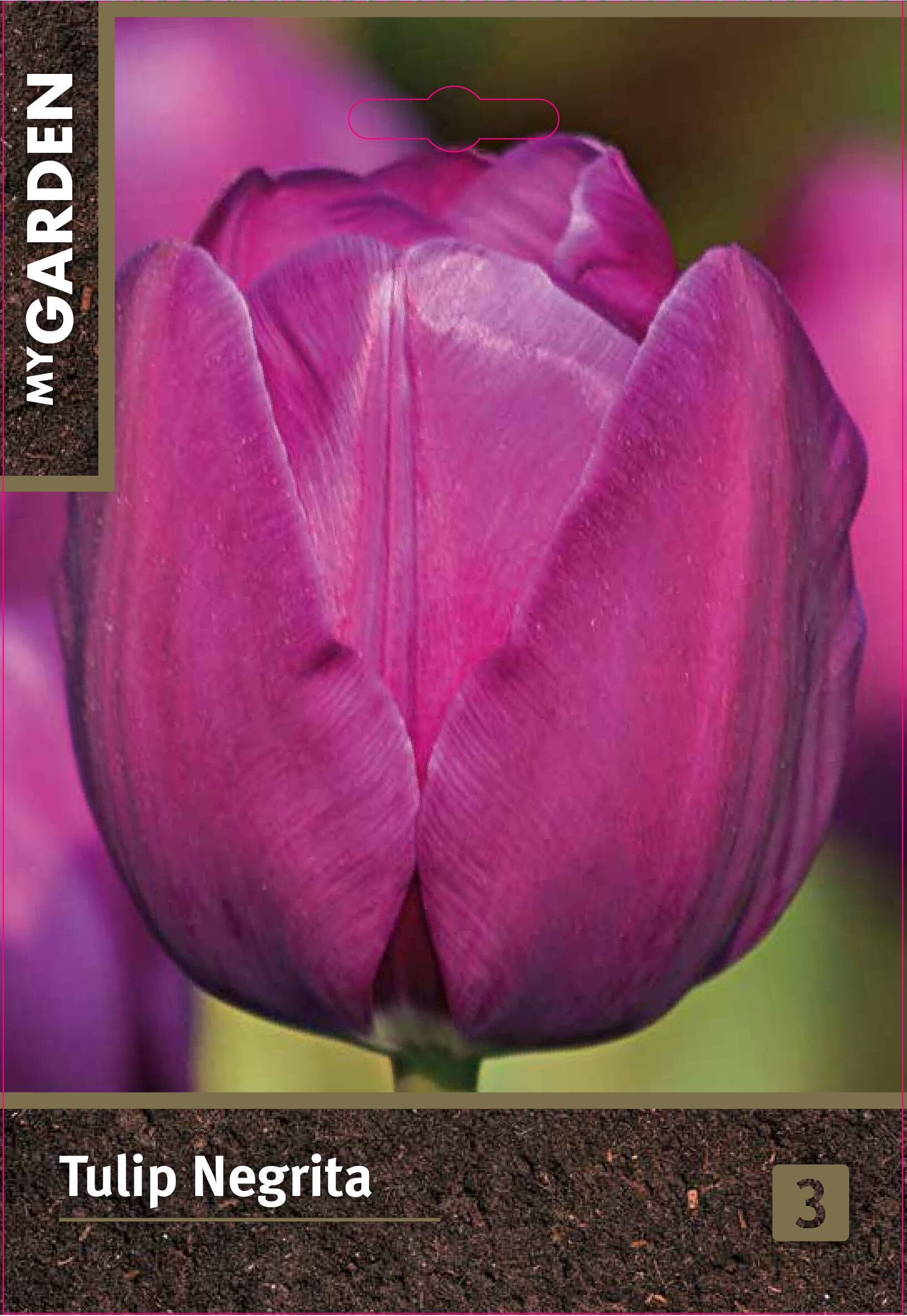 Изображение товара Набор из 3 луковиц тюльпана триумф Негрита для цветников