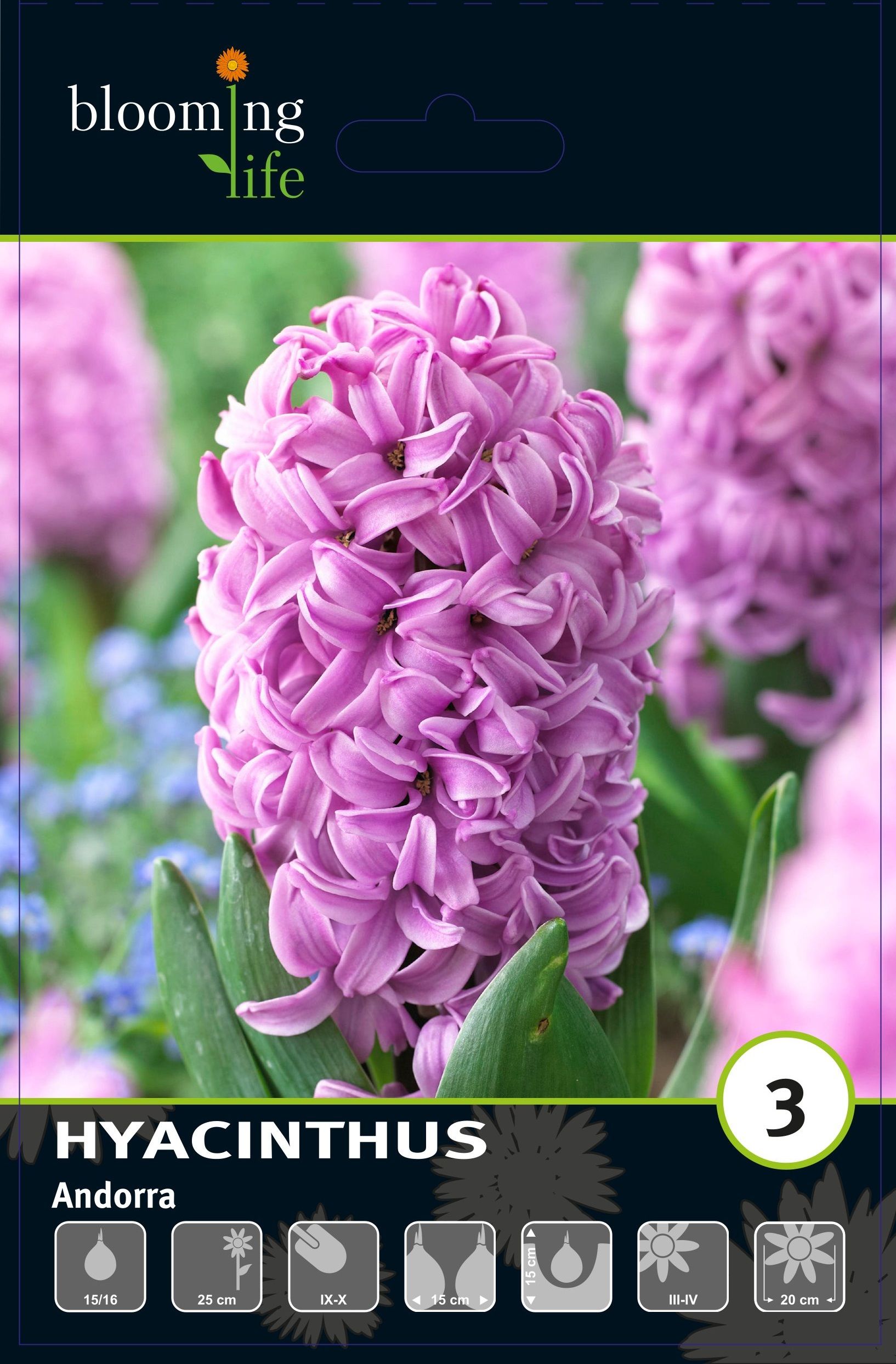 Изображение товара Гиацинт садовый Андорра, 3 шт.