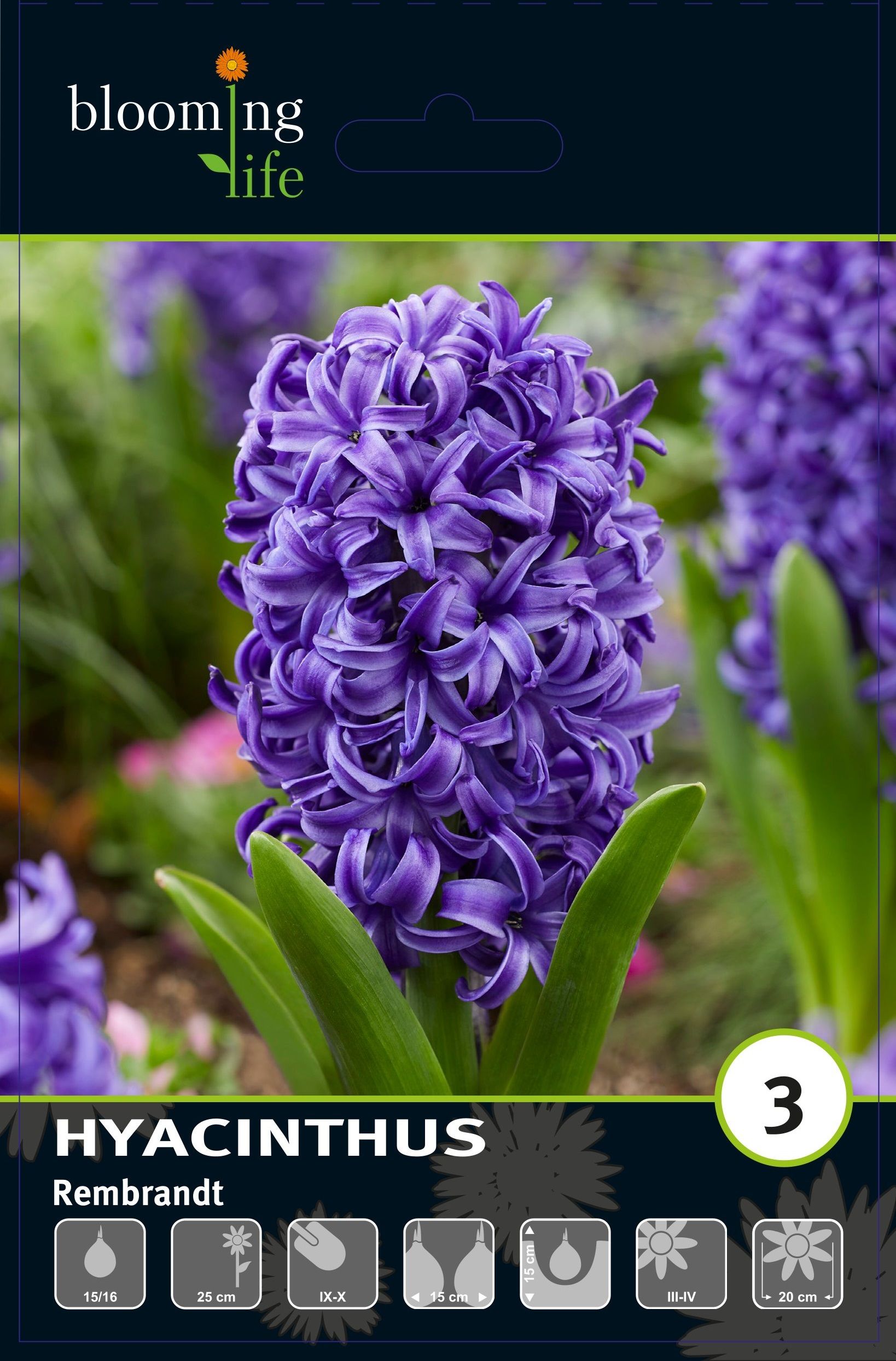 Изображение товара Гиацинт садовый Рембрандт, 3 шт. - красивое растение для вашего сада