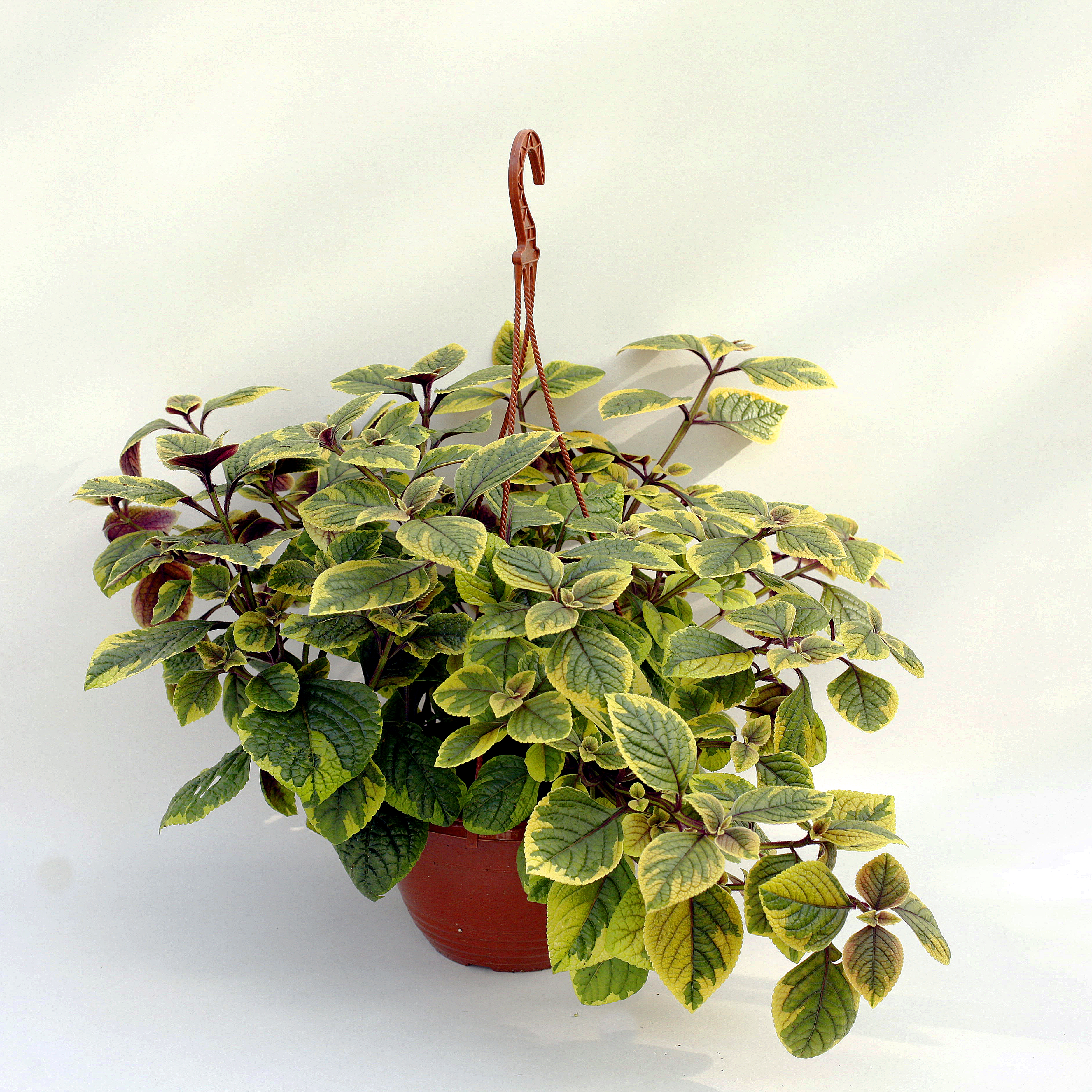 Изображение товара Растение Плектрантус Нико в кашпо D21H30 - декоративное зелень для интерьера