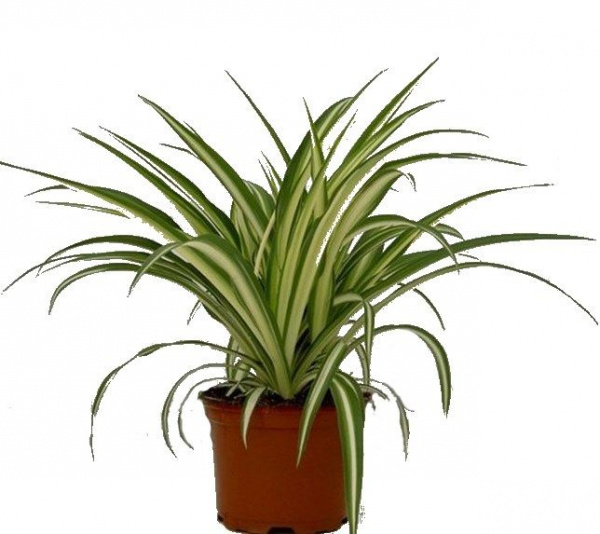 Изображение товара Растение хлорофитум вариегат ный D12H20 декоративное растение