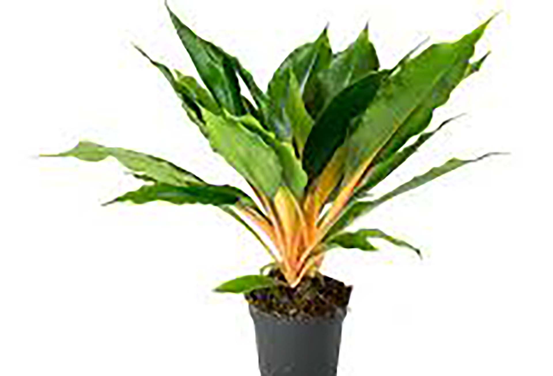 Изображение товара Растение хлорофитум грин оранж D12H20 комнатное растение