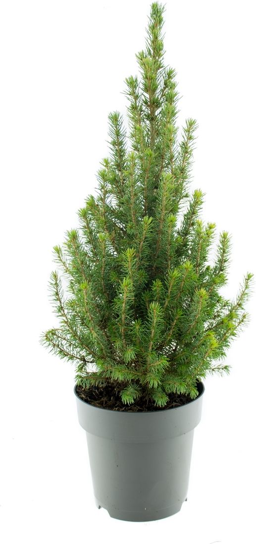 Изображение товара Растение ель Коника P13