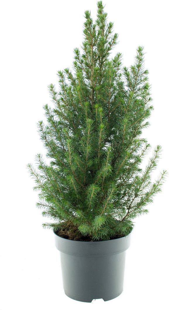 Изображение товара Ель канадская Коника P19 саженец высота 40-50 см декоративное хвойное растение