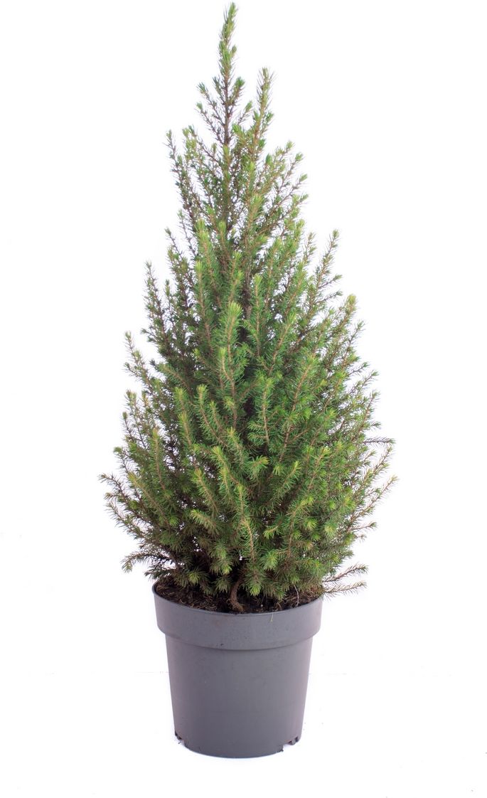 Изображение товара Ель канадская Коника P23 карликовое хвойное растение для сада и дома
