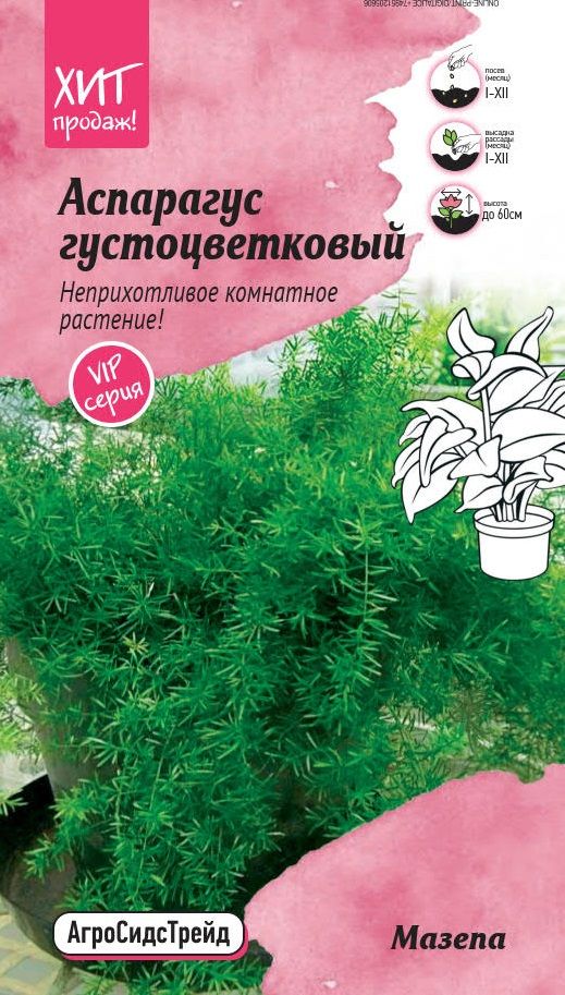 Изображение товара Аспарагус густоцветковый Мазепа 5шт АСТ семена цветов для сада и ландшафтного дизайна