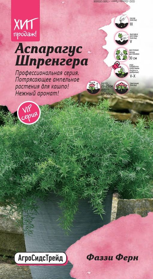 Изображение товара Аспарагус Шпренгера Фаззи Ферн Агросидстрейд