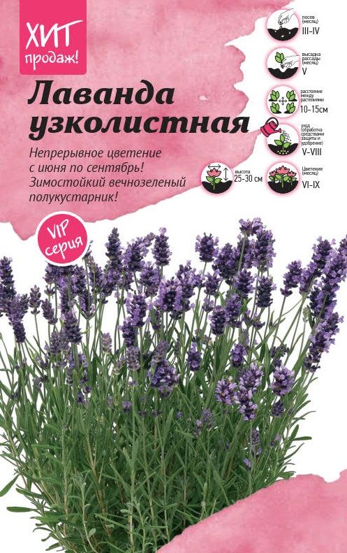 Изображение товара Семена лаванды Элеганс Пурпл 6 шт от АгроСидсТрейд