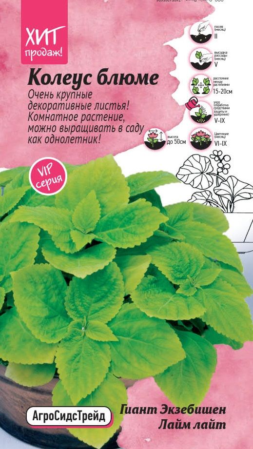 Изображение товара Колеус блюме Гиант Экзебишен Лайм лай т 10 шт АСТ