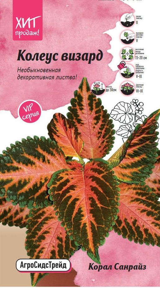 Изображение товара Колеус визард корал санрайз 10 шт семена для яркого цветения