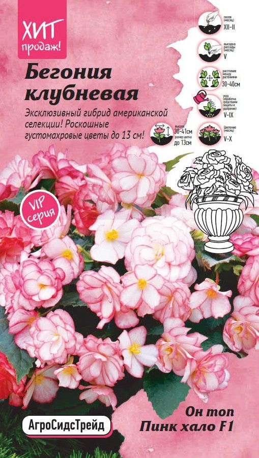 Изображение товара Бегония клубневая ОН ТОП Пинк хало 6 шт АСТ