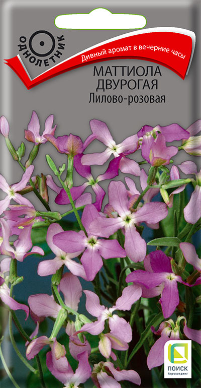 Изображение товара Семена Маттиола двурогая Лилово-розовая 0,3гр