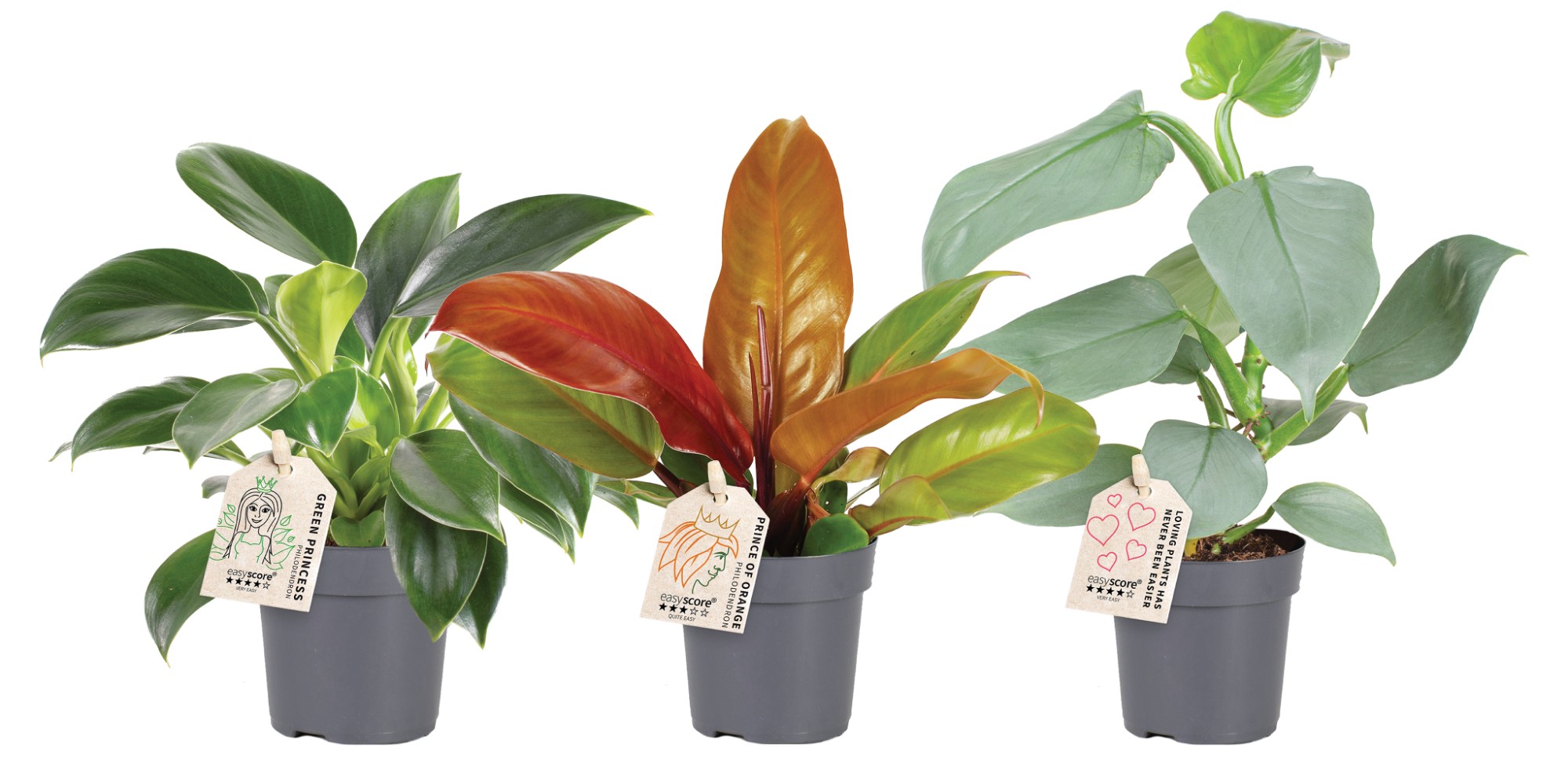 Изображение товара Филодендрон микс 11 25 декоративное растение для интерьера 0.5 кг