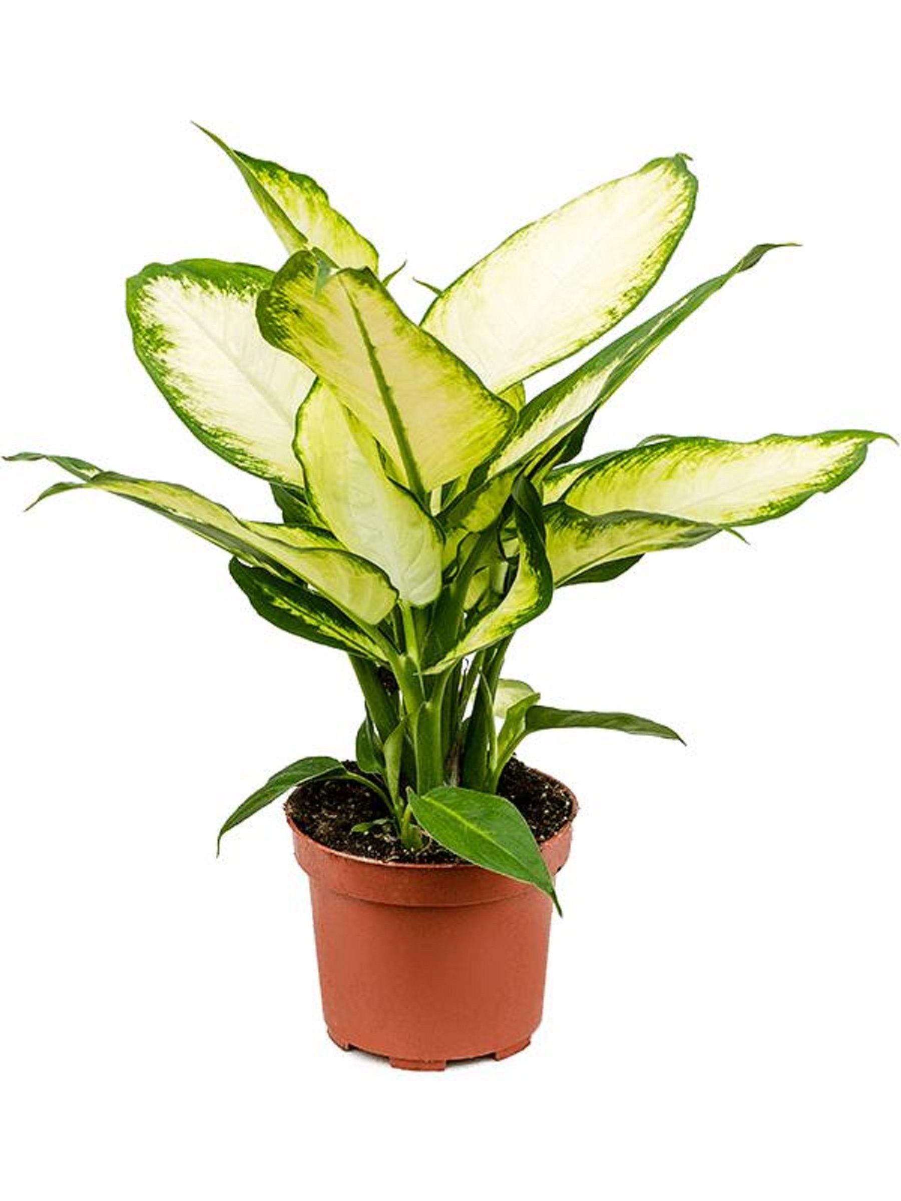 Изображение товара Диффенбахия Камилла - комнатное растение для дома и офиса