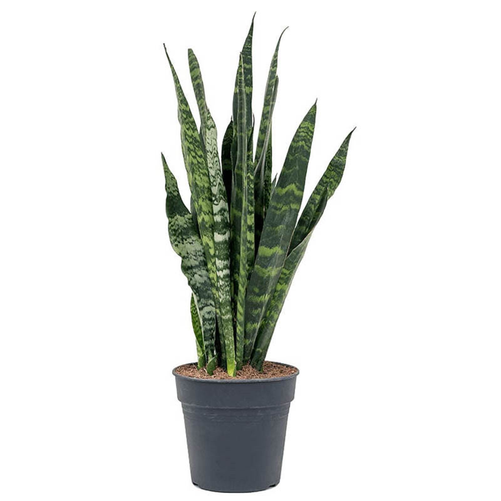 Изображение товара Декорационное растение сансевиерия блэк корал высотой 850 мм без бренда