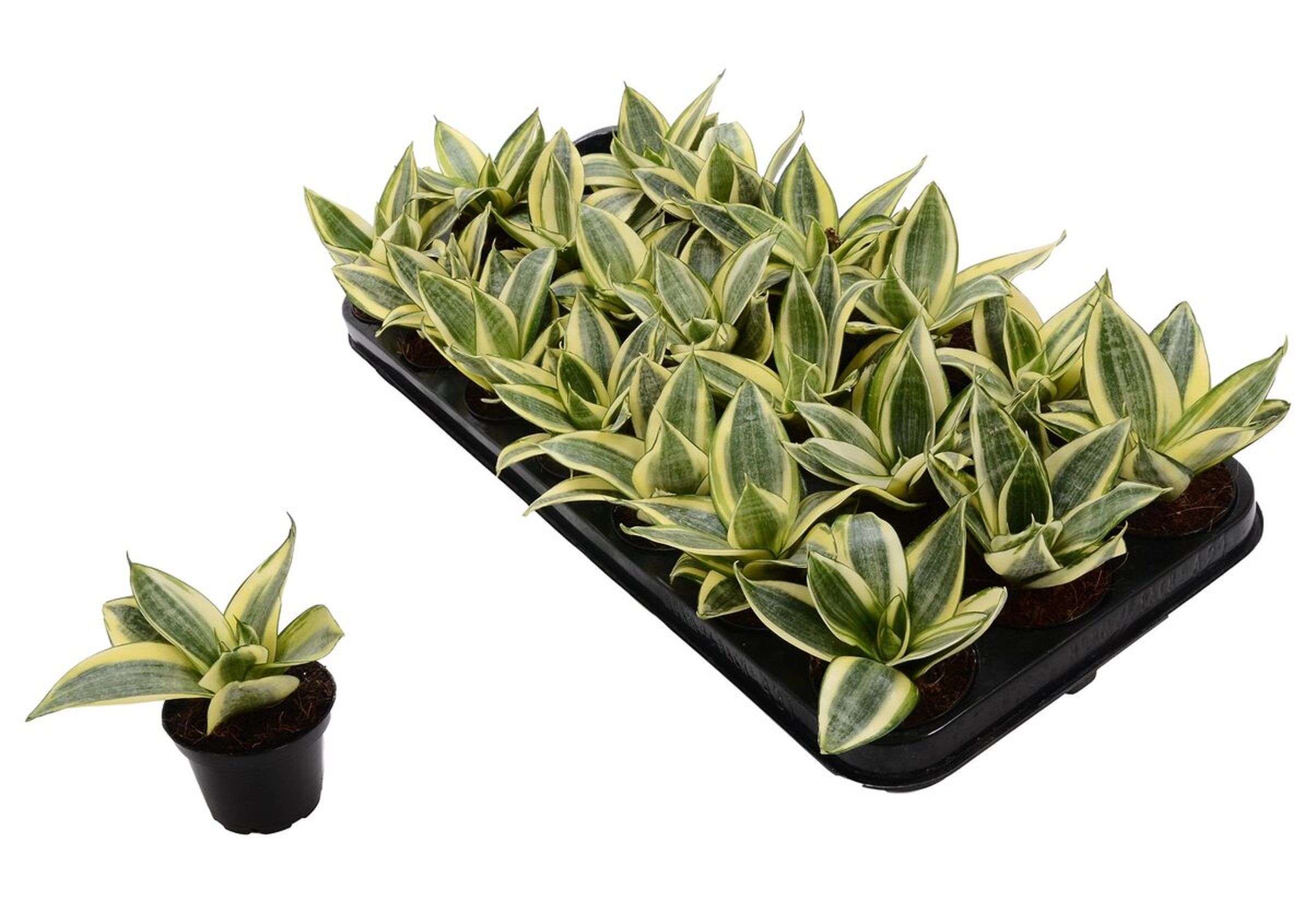 Изображение товара Растение сансевиерия голден