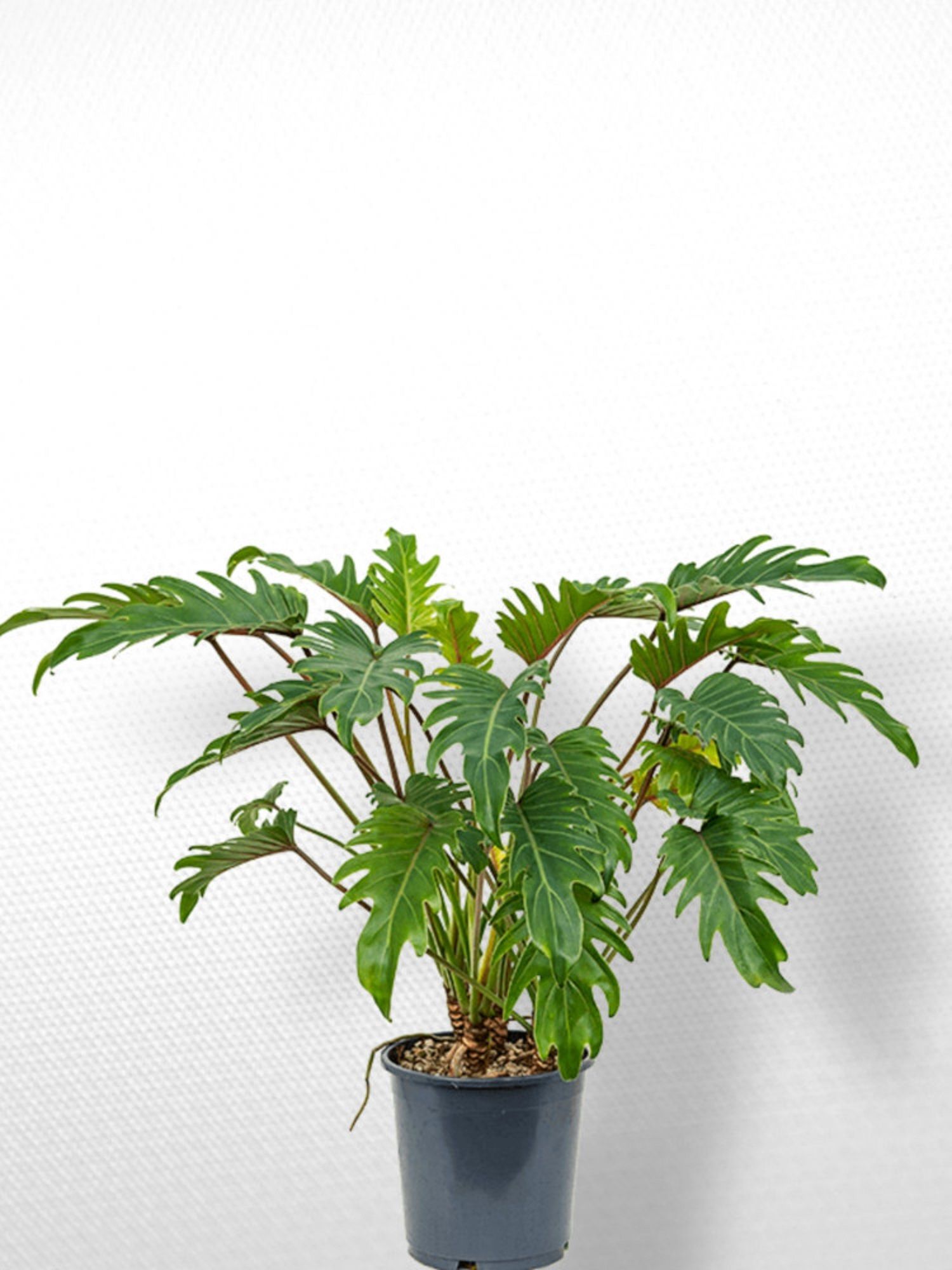 Изображение товара Растение филодендрон ксанаду для дома и офиса, высота 900 мм