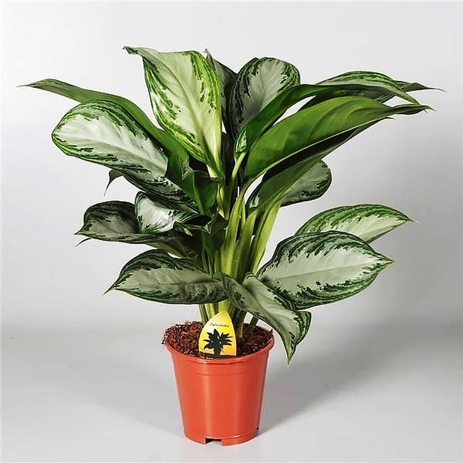 Изображение товара Аглаонема микс - декоративное комнатное растение для интерьера