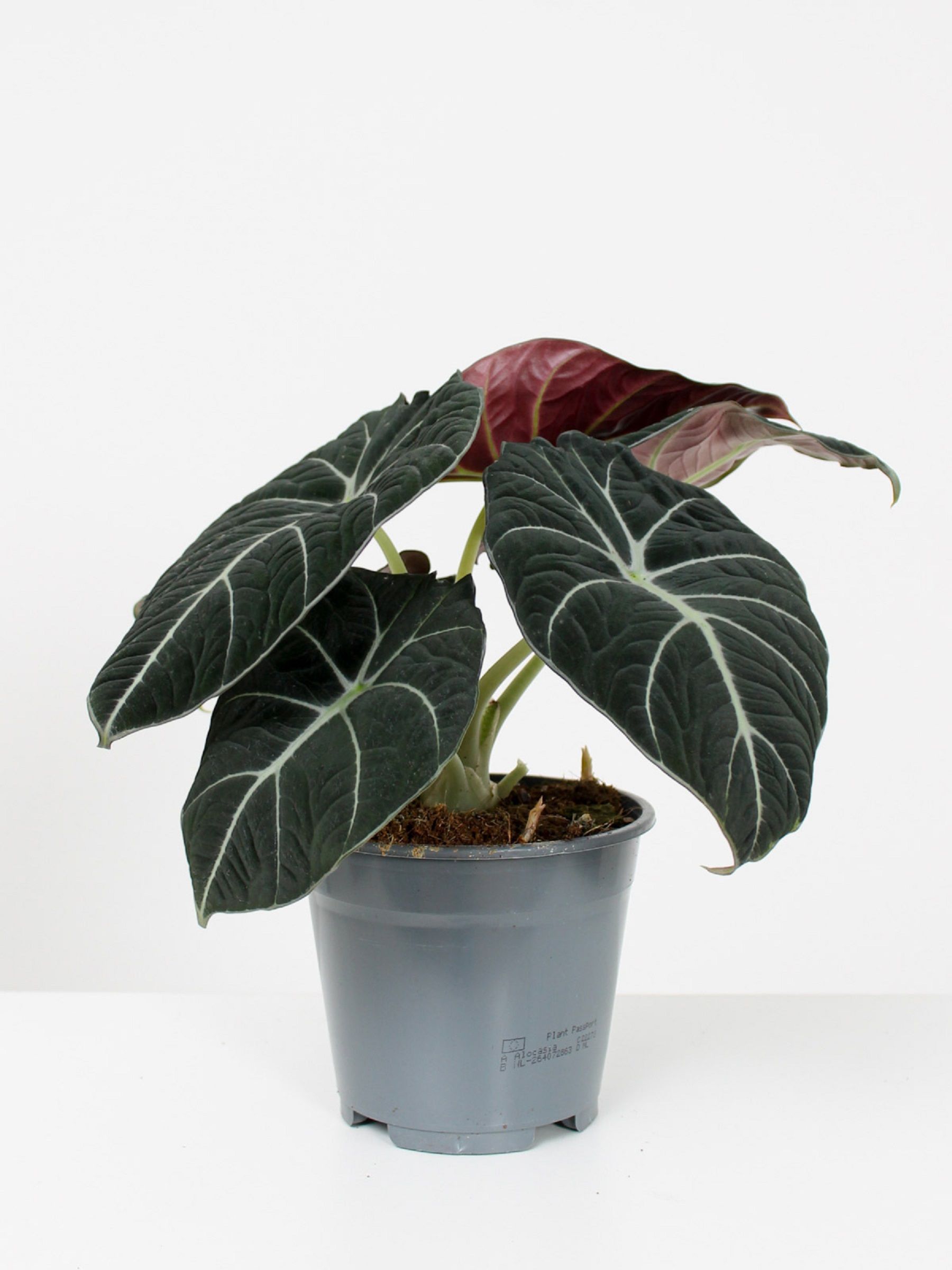 Изображение товара Растение алоказия блэк — эффектное комнатное растение для интерьера