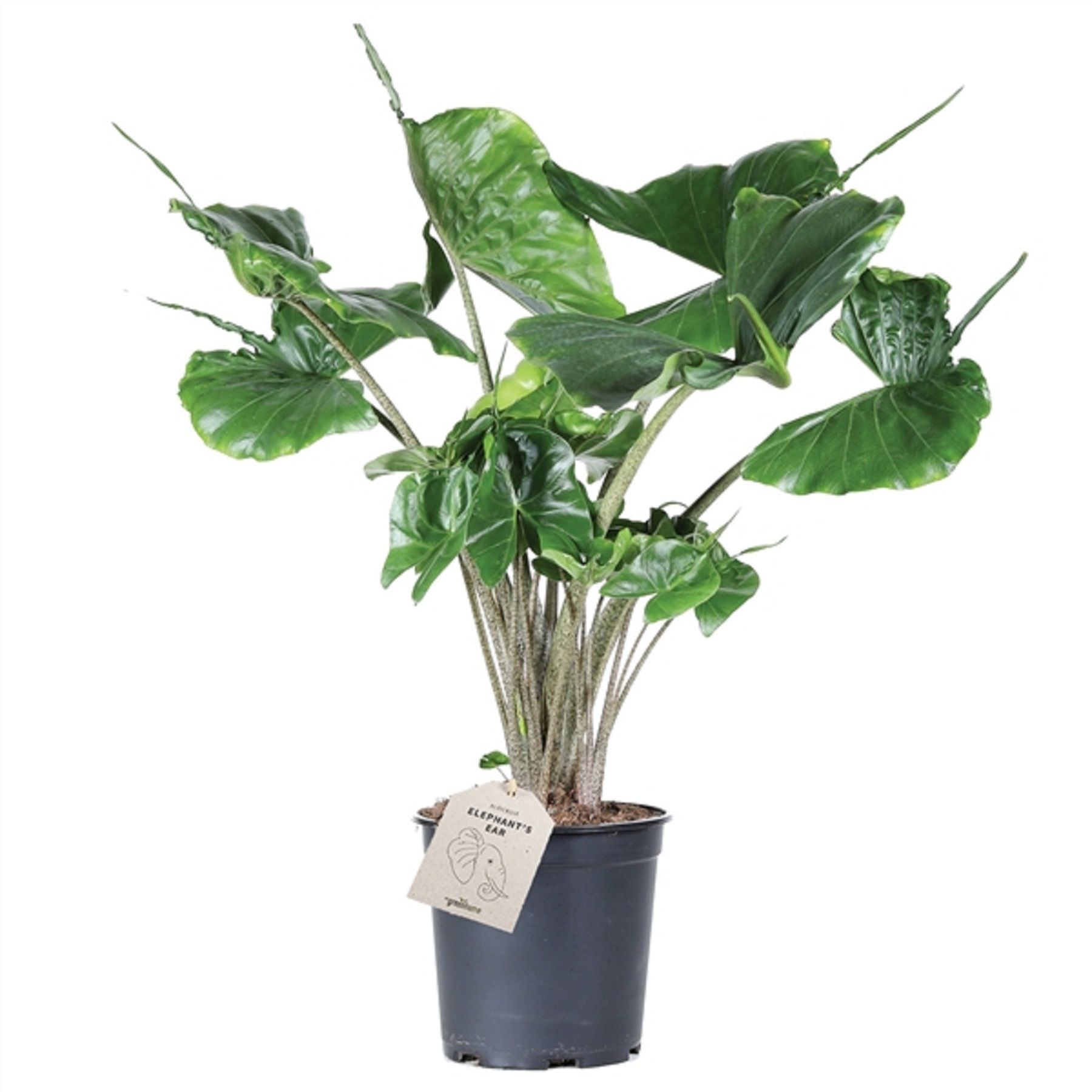 Изображение товара Растение алоказия макрорриза эффектное комнатное растение для интерьера