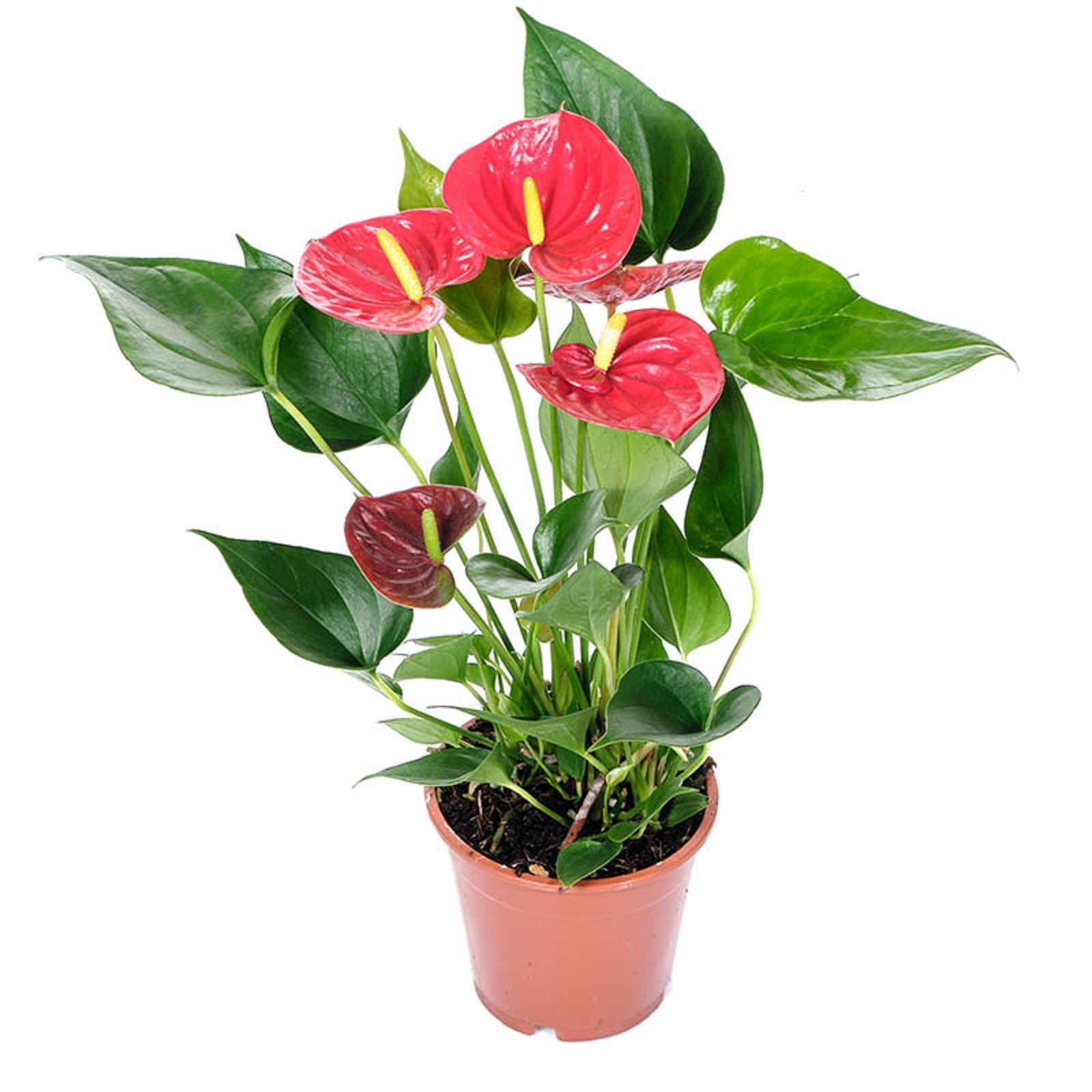 Изображение товара Растение Антуриум Андреанум - декоративный цветок в mix цветах